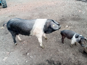 scrofita bazna rasa pura dupa prima fatare - imagine 4 scrofita bazna rasa pura dupa prima fatare - imagine 4