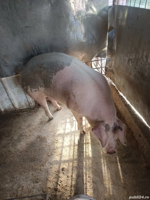 porc de vanzare - imagine 3