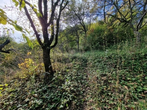 Resita Casa cu Teren privat 4670 Mp. - imagine 13