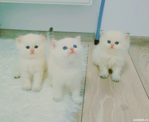 british shorthair pedigree