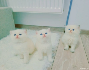 british shorthair pedigree - imagine 3