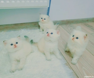 british shorthair pedigree - imagine 2