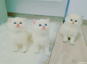 british shorthair pedigree - imagine 4