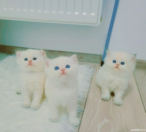 british shorthair pedigree - imagine 5