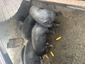 Porci de carne  - imagine 4 Porci de carne  - imagine 4