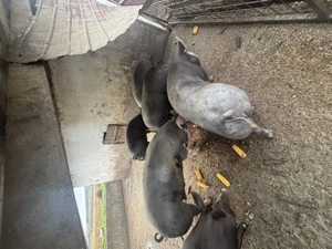 Porci de carne  - imagine 3 Porci de carne  - imagine 3