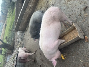 Porci de carne  - imagine 5 Porci de carne  - imagine 5