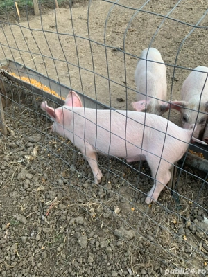 purcei marele alb  - imagine 4