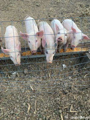 purcei marele alb  - imagine 3 purcei marele alb  - imagine 3