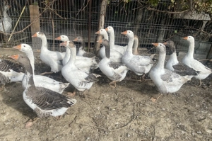 Gâste din primavara  - imagine 3 Gâste din primavara  - imagine 3