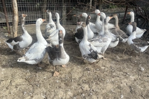 Gâste din primavara  - imagine 2 Gâste din primavara  - imagine 2