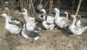 Gâste din primavara  - imagine 5 Gâste din primavara  - imagine 5