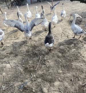 Gâste din primavara  - imagine 4 Gâste din primavara  - imagine 4