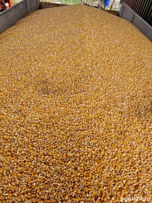 Porumb uscat,grau si ovaz negru