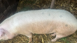 Porc de vânzare  - imagine 2 Porc de vânzare  - imagine 2