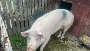 Porc de vânzare  - imagine 3 Porc de vânzare  - imagine 3