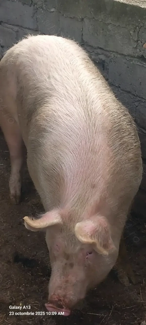 Porc de tara de vanzare