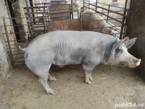 5 mascuri si 1 scrofita - imagine 4