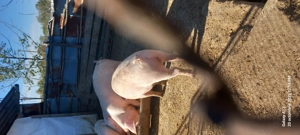 Porc de tara de vanzare - imagine 2