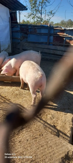 Porc de tara de vanzare - imagine 3