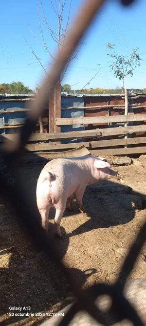 Porc de tara de vanzare - imagine 4
