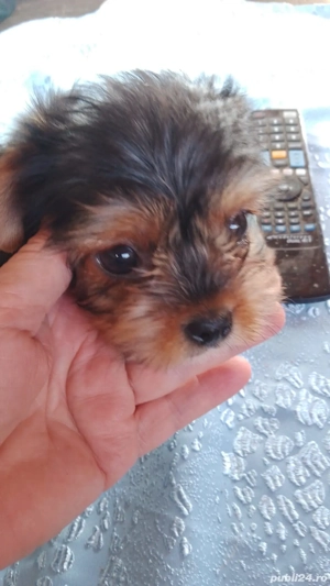 Baiat Yorkshire Terrier superb - imagine 2