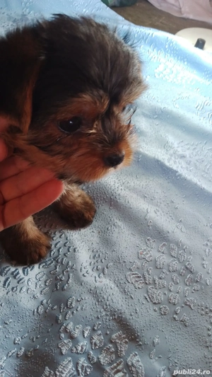 Baiat Yorkshire Terrier superb - imagine 4
