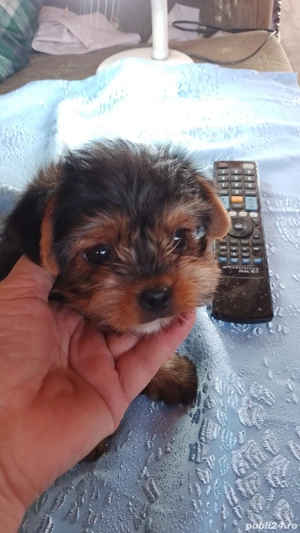 Baiat Yorkshire Terrier superb - imagine 3