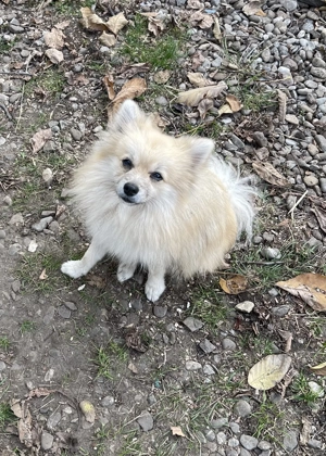 Pomerian mascul 1 ani