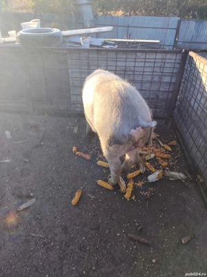 Porc castrat de 4 luni - imagine 2 Porc castrat de 4 luni - imagine 2