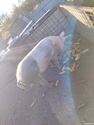 Porc castrat de 4 luni