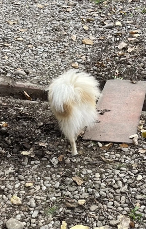 Pomerian mascul 1 ani - imagine 3