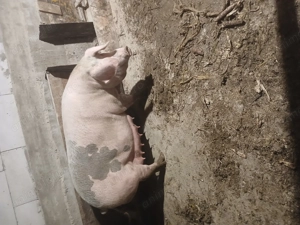 Scr de vânzare  - imagine 2