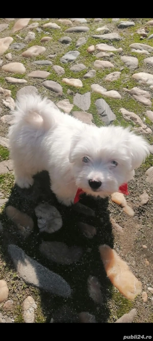 Bichon Maltez mini 