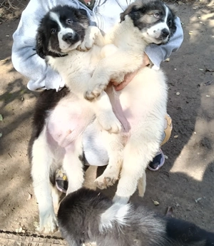 Ciobanesc de Bucovina  - imagine 3 Ciobanesc de Bucovina  - imagine 3