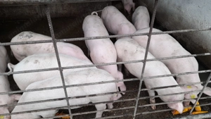 De vânzare,landrace cu marele alb! Au 30-40kg si peste 250Kg