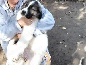 Ciobanesc de Bucovina  - imagine 2 Ciobanesc de Bucovina  - imagine 2