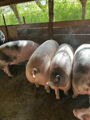 3 porci crescuți în godpodarie - imagine 2