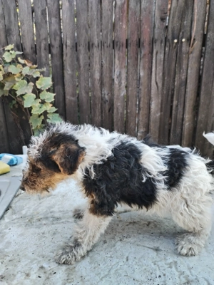 Fox terrier par sarmos - imagine 4