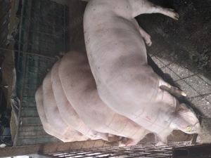 Porci pentru Crăciun cu greutatea între 100-300 kg  - imagine 3 Porci pentru Crăciun cu greutatea între 100-300 kg  - imagine 3