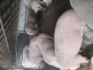 Porci pentru Crăciun cu greutatea între 100-300 kg  - imagine 4 Porci pentru Crăciun cu greutatea între 100-300 kg  - imagine 4