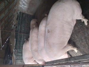 Porci pentru Crăciun cu greutatea între 100-300 kg  - imagine 2 Porci pentru Crăciun cu greutatea între 100-300 kg  - imagine 2