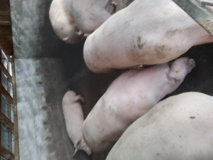 Porci pentru Crăciun cu greutatea între 100-300 kg 