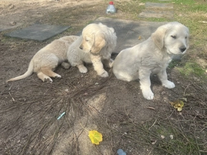 Pui Golden Retriever - imagine 2