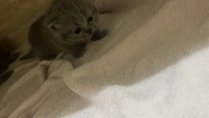 Puiuți British Short Hair