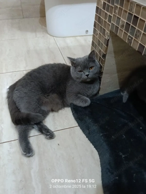 Puiuți British Short Hair - imagine 2 Puiuți British Short Hair - imagine 2