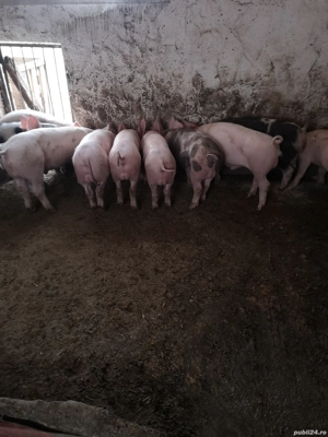 Vând șoldani rasa de carne 10 mascuri și o femela 45-50 kg - imagine 2 Vând șoldani rasa de carne 10 mascuri și o femela 45-50 kg - imagine 2