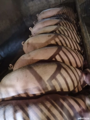 Vând porci  - imagine 3