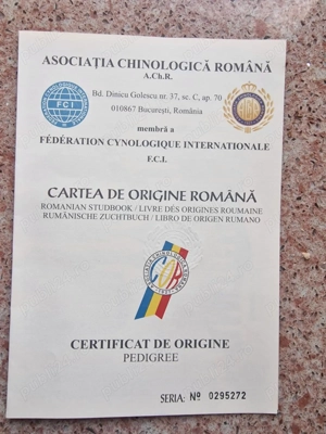 Ciobanesc german pedigree - imagine 2 Ciobanesc german pedigree - imagine 2