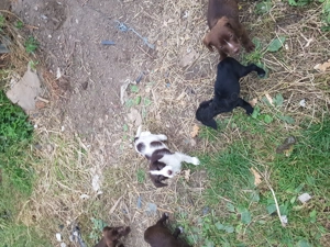 Căței de trufe  - imagine 4 Căței de trufe  - imagine 4